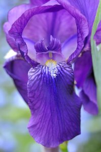 Blossom bloom violet photo