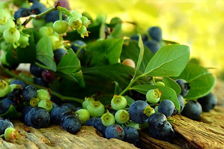 Blueberries harvest summer