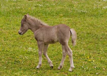 Pasture cute meadow
