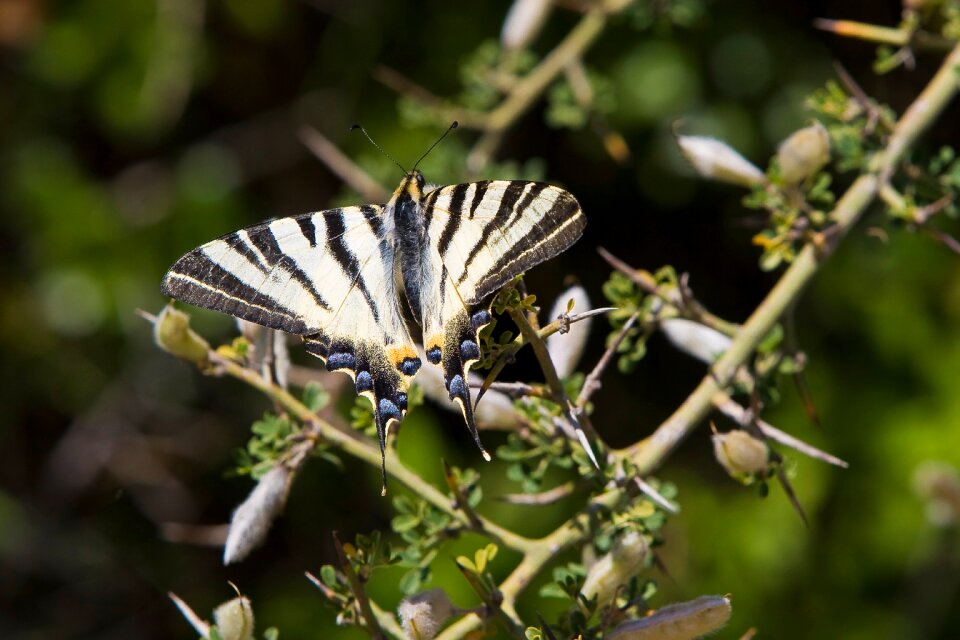 Heraclides thoas swallowtail insects natural
