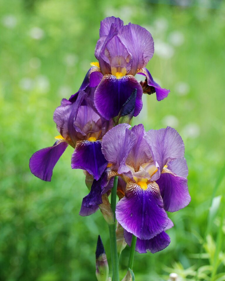 Plant flora bloom