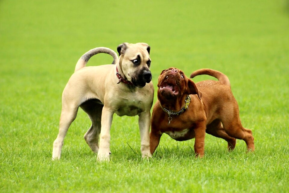 Dog de bordeaux french mastiff moloss