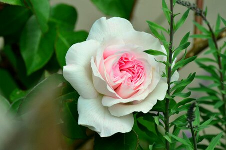 Tender pink fragrant rose photo