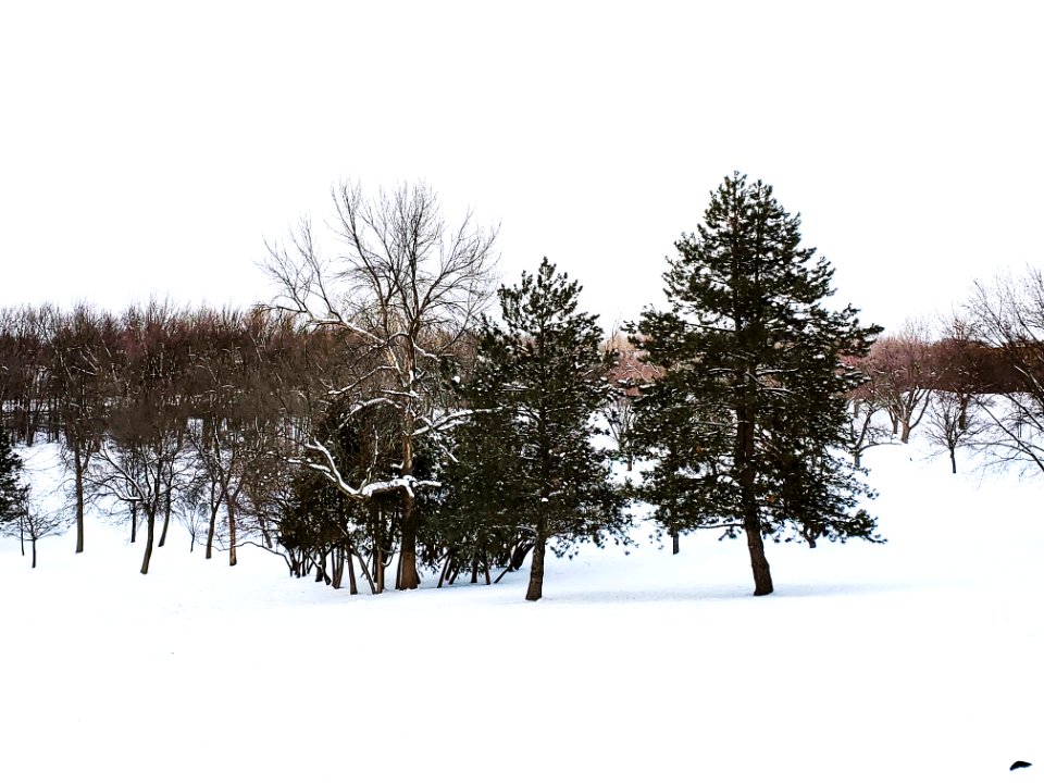 La neige - terrain de Golf Montréal