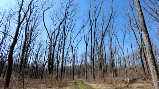 Walnut Valley Realm