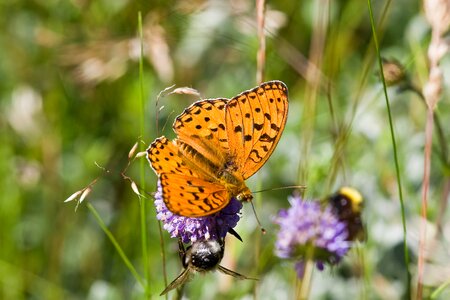 Argynnis adippe natural flower