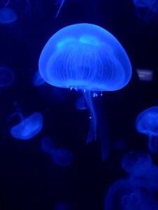 Underwater nature jellyfish photo