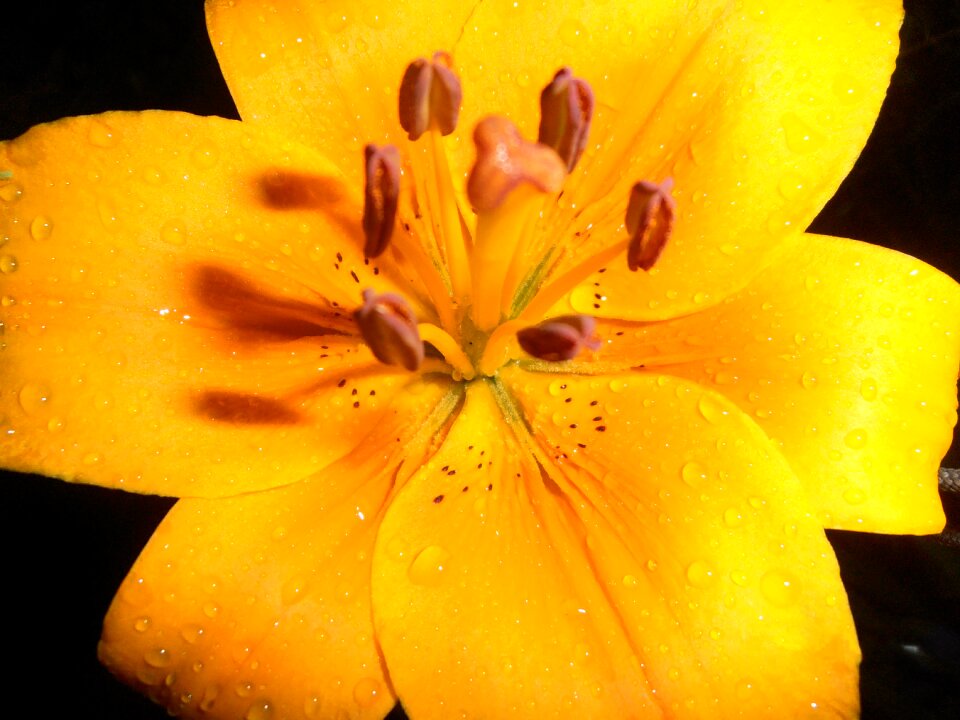 Yellow drops at night