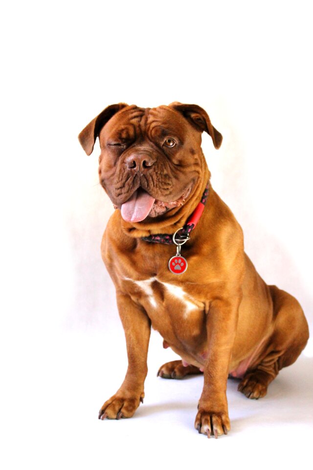 Dog de bordeaux french mastiff moloss