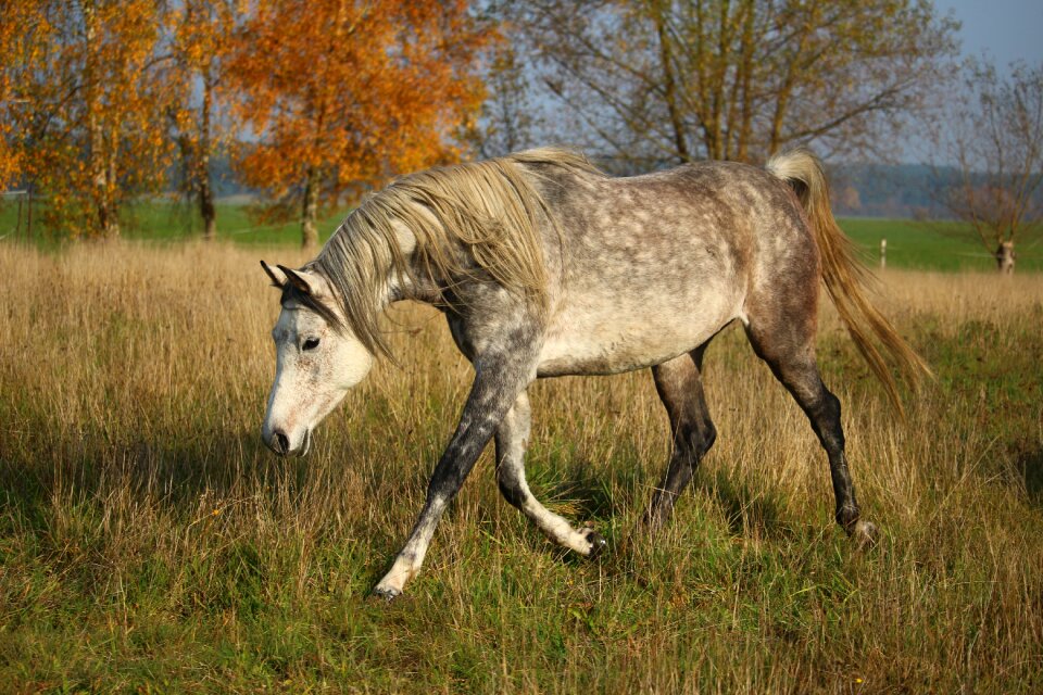 Mare autumn pasture