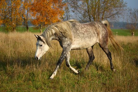 Mare autumn pasture