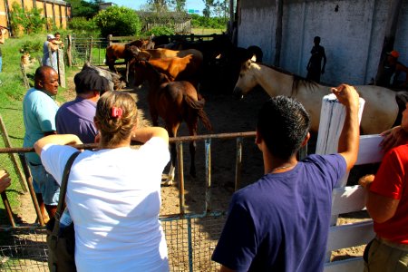 08.02.2019 - SSUI - Doação de Cavalos - Foto Marcel Avila