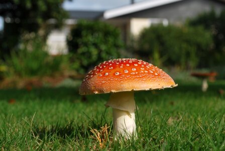 Nature cap mushroom photo