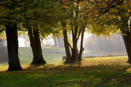 Lens trees park