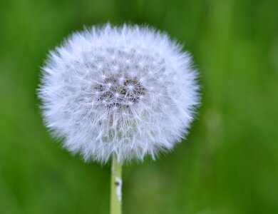 Flying seeds spring macro