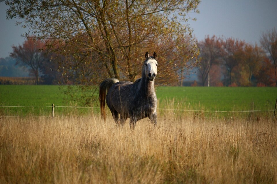 Mare autumn pasture
