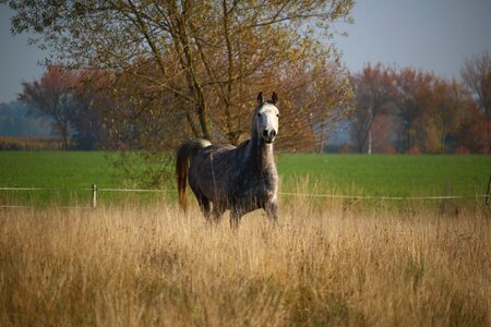 Mare autumn pasture