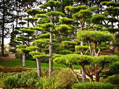 Park plant nature