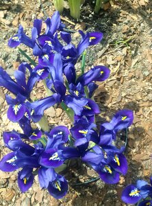Floral design purple flowers spring