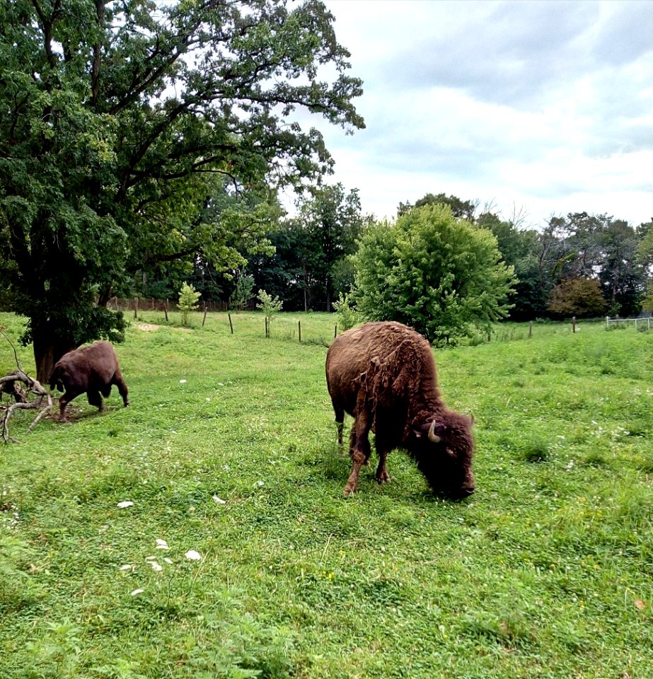 Grazing Bison