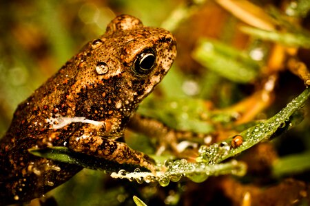 Green amphibian baby