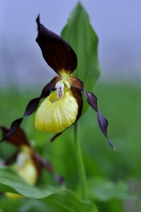 Orchid wild flower wild plant