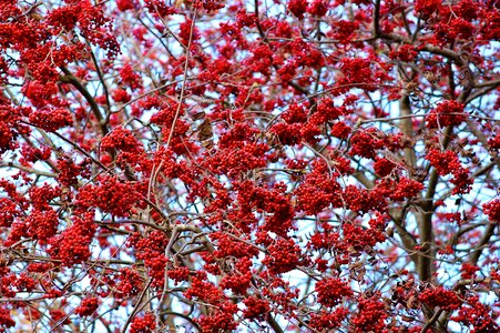 Berry color tree photo