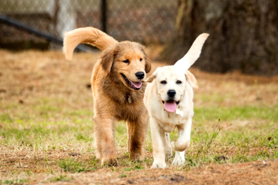 2015 08 19-Puppy Gone Wild-744