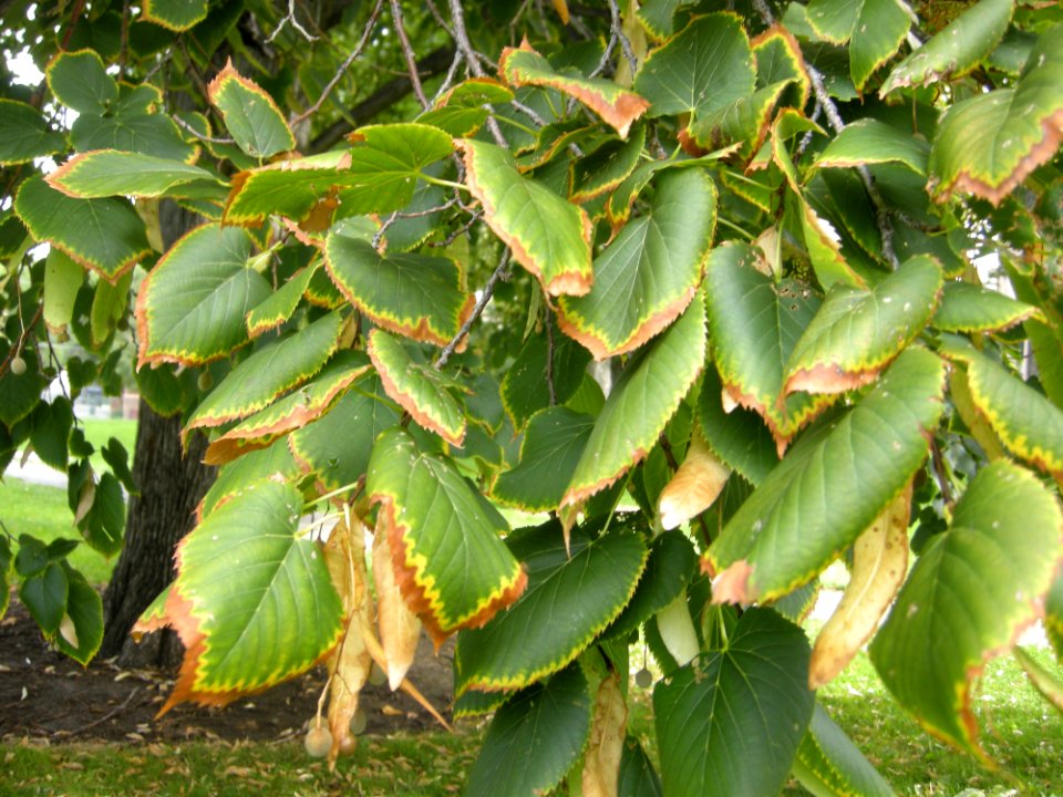 LindenFoliageStudy2016 Tree CH2c
