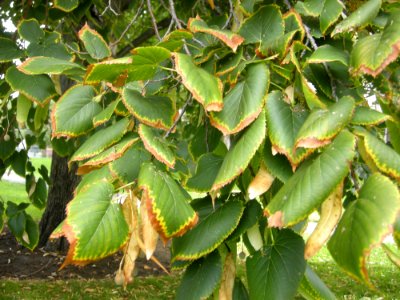 LindenFoliageStudy2016 Tree CH2c