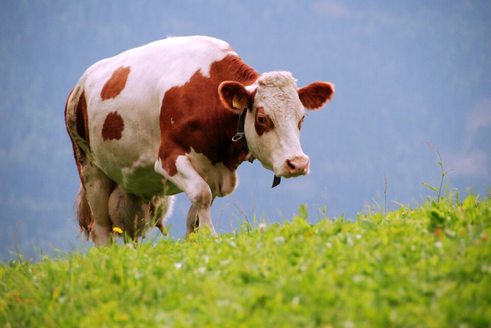 Nature animals cattle