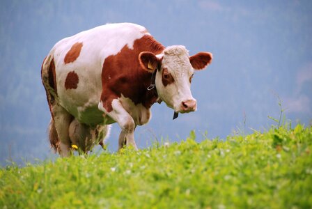 Nature animals cattle