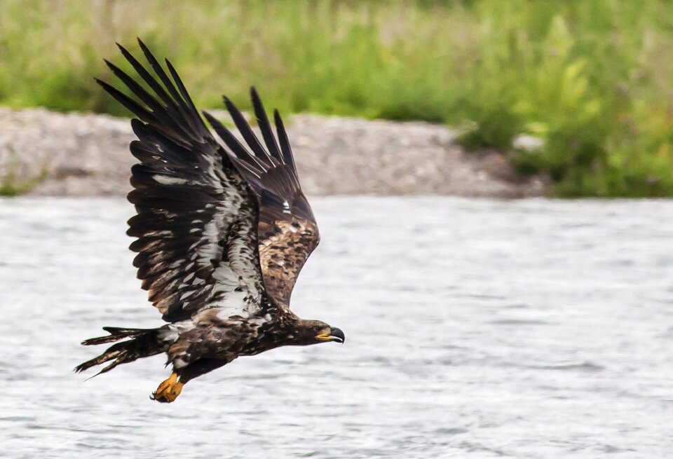 Bird raptor wildlife