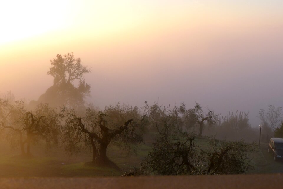 Campaign olivo olives tree