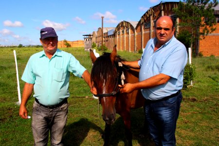 08.02.2019 - SSUI - Doação de Cavalos - Foto Marcel Avila