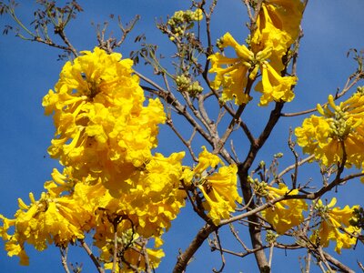 Tree yellow nature