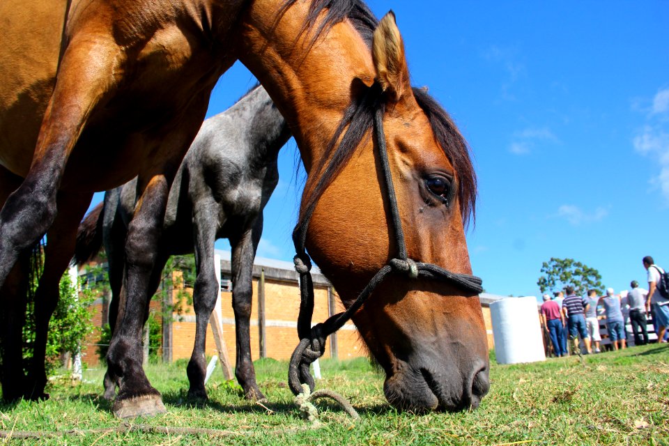 08.02.2019 - SSUI - Doação de Cavalos - Foto Marcel Avila