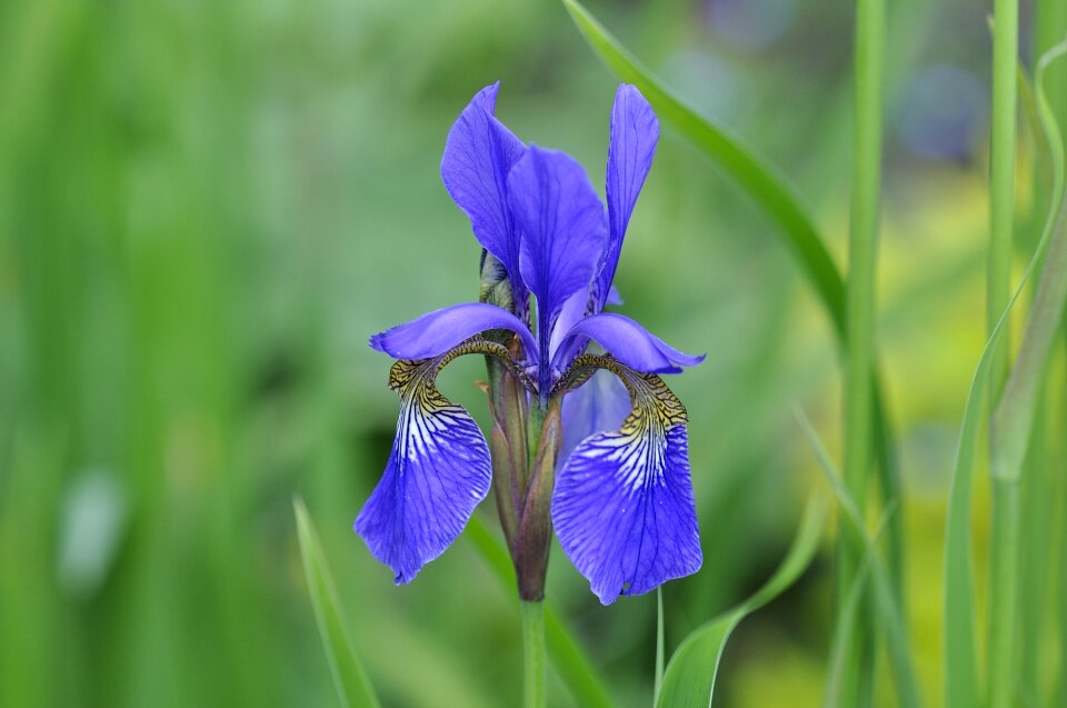 Wild flower flower plant photo