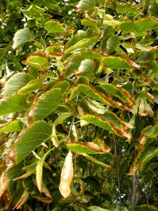 LindenFoliageStudy2016 Tree CY2b