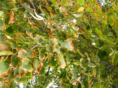 LindenFoliageStudy2016 Tree CY3c