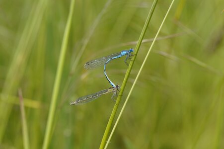 Small blue bins dragonfly photo