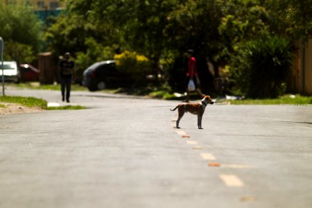 22.10.2018 - Prefeita Paula Mascarenhas realiza a caminhada de entrega da ruas 6 e 7 da Bom Jesus - Foto: Gustavo Vara