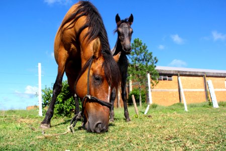 08.02.2019 - SSUI - Doação de Cavalos - Foto Marcel Avila