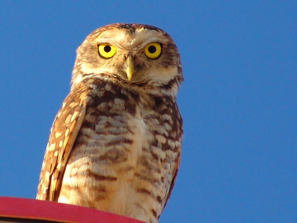 Owl animal birds