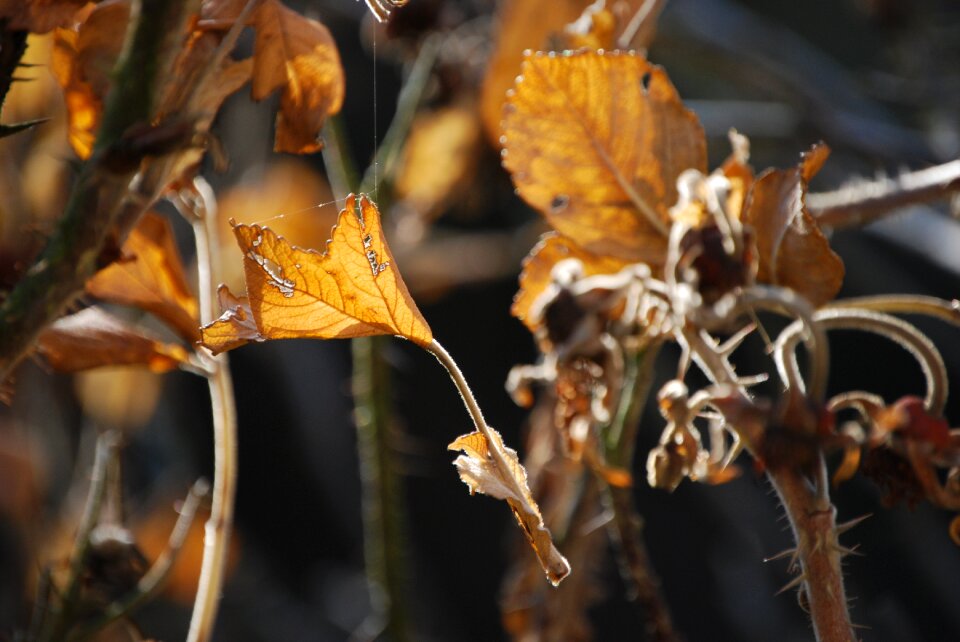 Fall foliage cobweb autumn