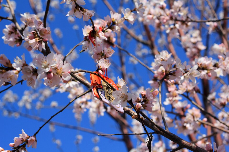 Peach blossom peach embankment tianjin