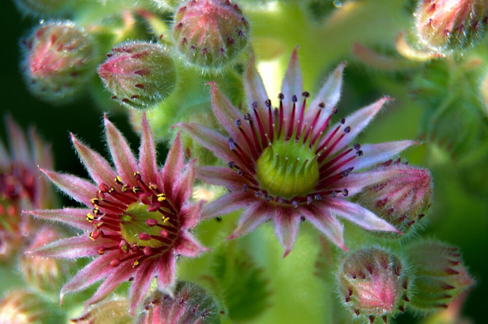 Brightly colored nature plant