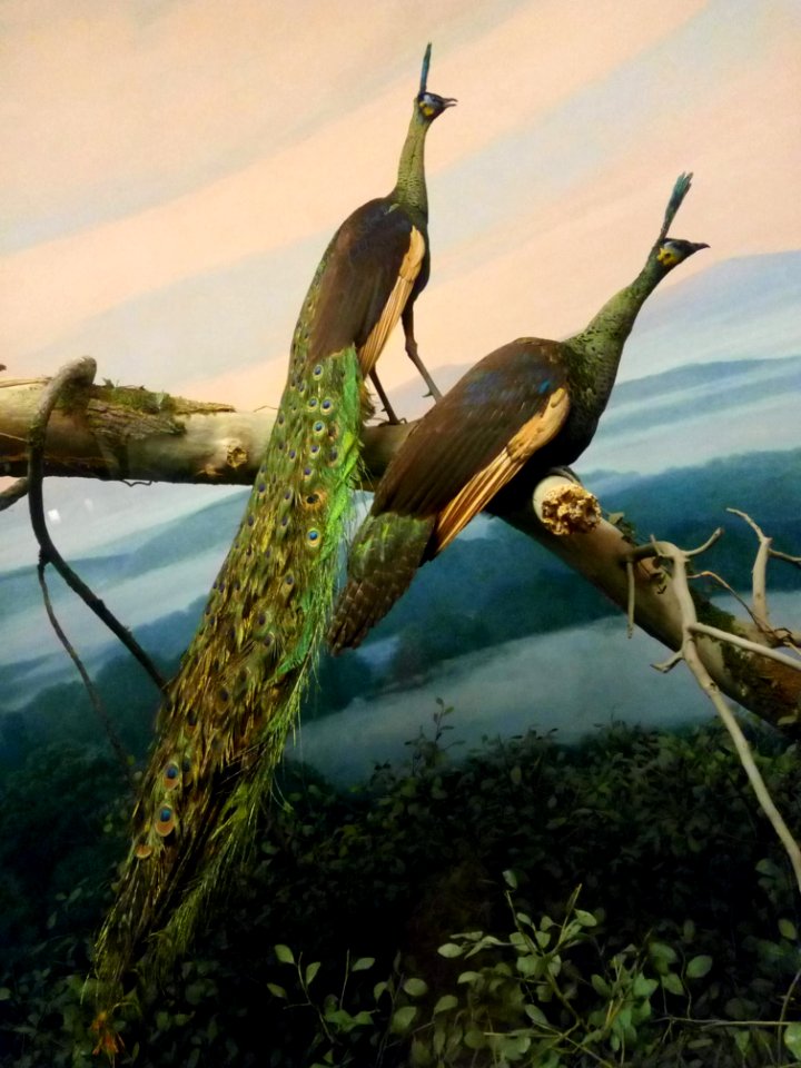 Peafowl Taxidermy