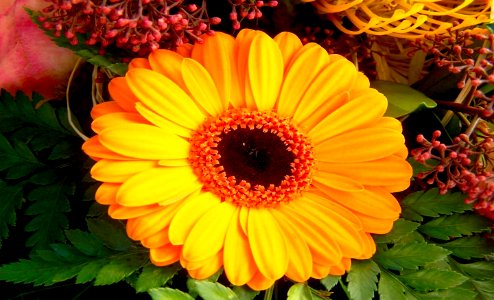 plant-flower-petal-yellow-flora-sunflower-673297-pxhere.com photo