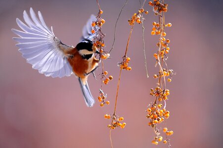 Nature animal berries